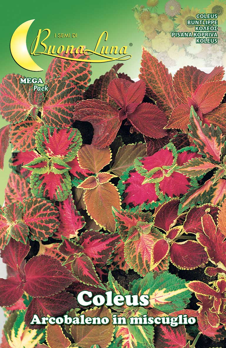 Coleus Rainbow Mix Seeds - supplier photo