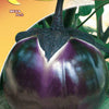 Eggplant Violetta di Firenze Seeds - supplier photo