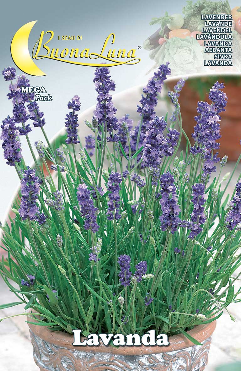 Lavender Seeds - supplier photo