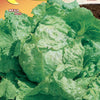 Lettuce Batavia Blonde de Paris Seeds - supplier photo