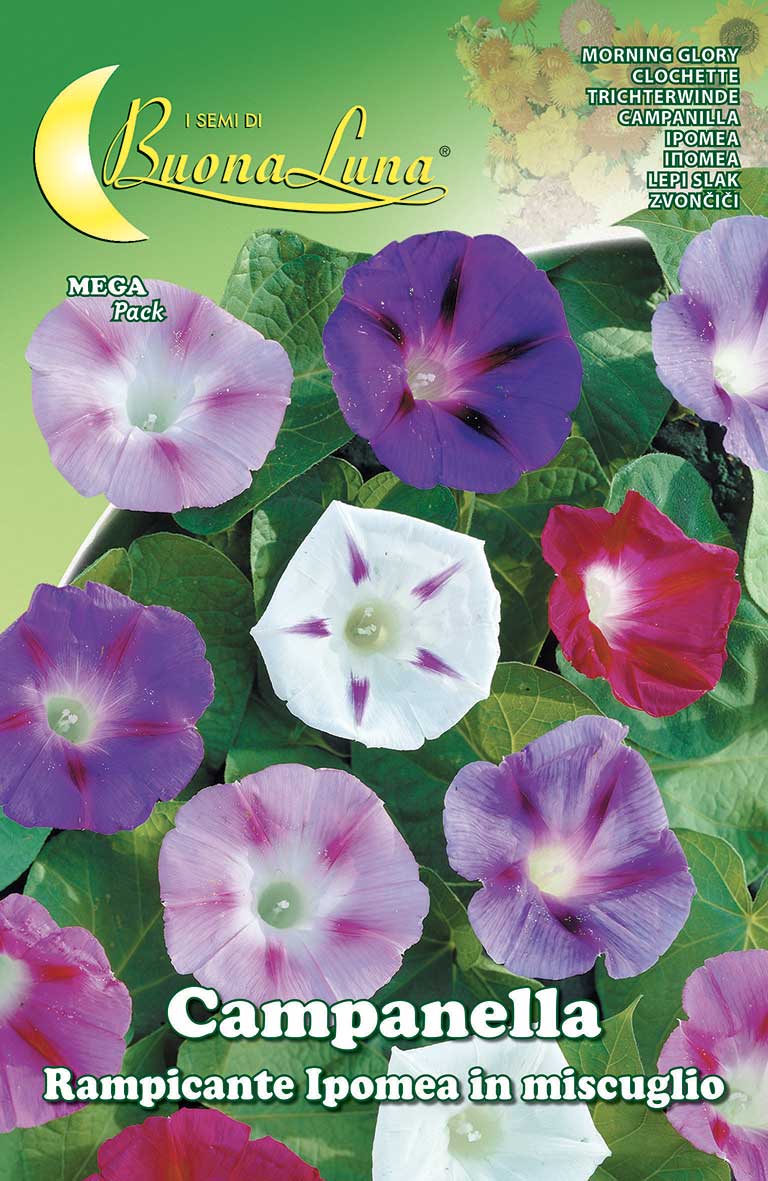 Morning Glory Blue Bell Seeds - supplier photo