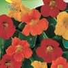 Nasturtium Medium Height Mix Seeds - supplier photo