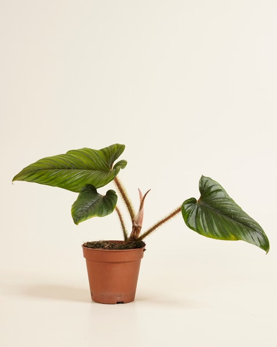 Philodendron Serpens فيلوديندرون نبات داخلي