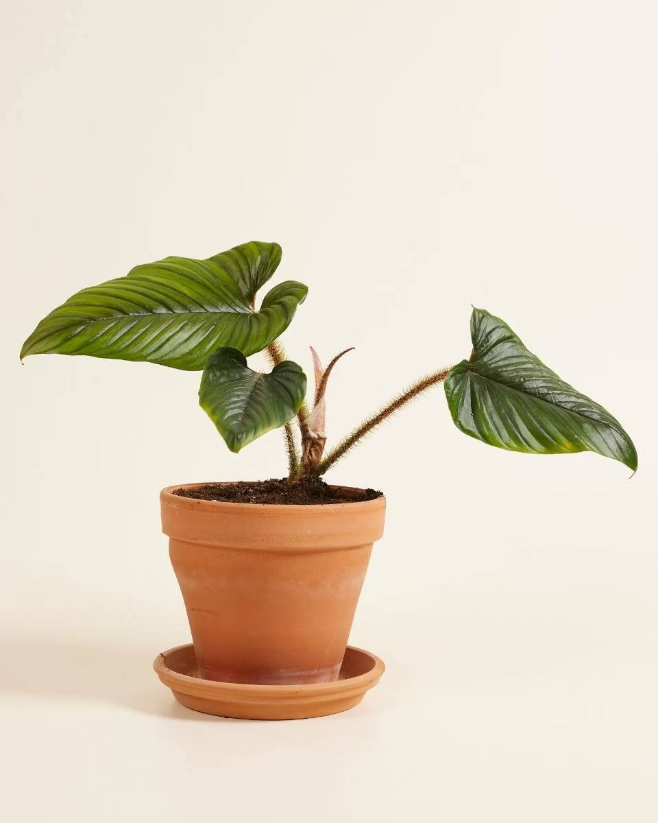 Philodendron Serpens فيلوديندرون نبات داخلي
