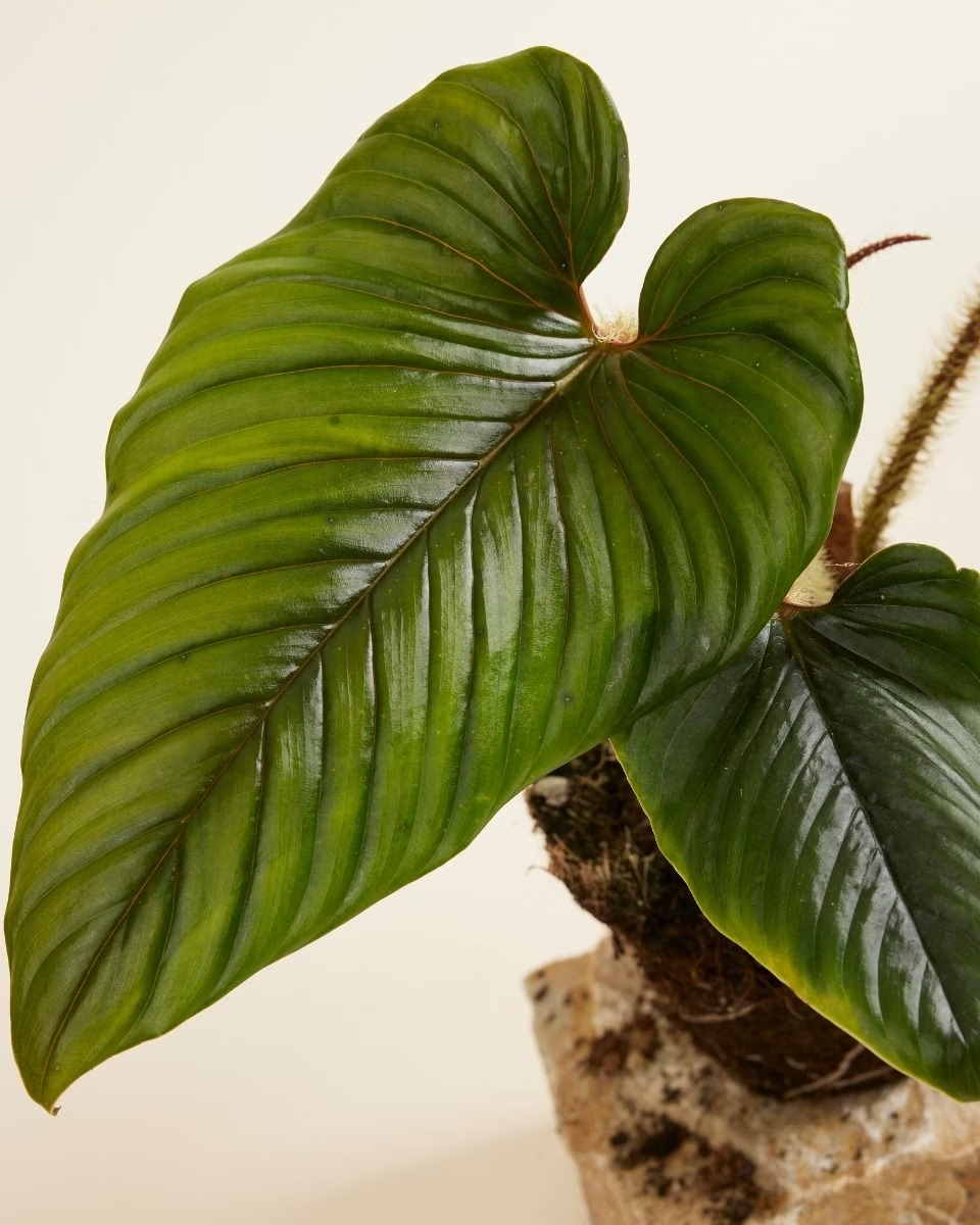 Philodendron Serpens فيلوديندرون نبات داخلي