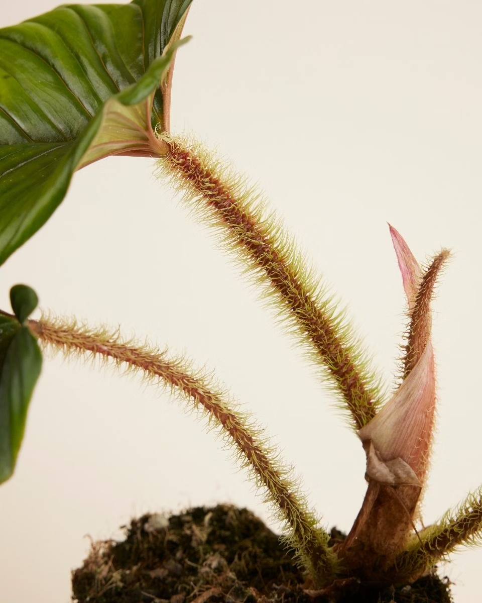 Philodendron Serpens فيلوديندرون نبات داخلي