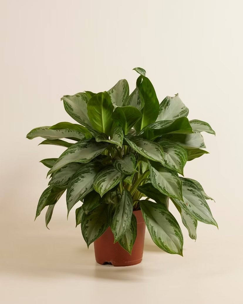 Aglaonema Silver Bay (Chinese Evergreen)