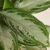 Aglaonema Silver Bay (Chinese Evergreen)