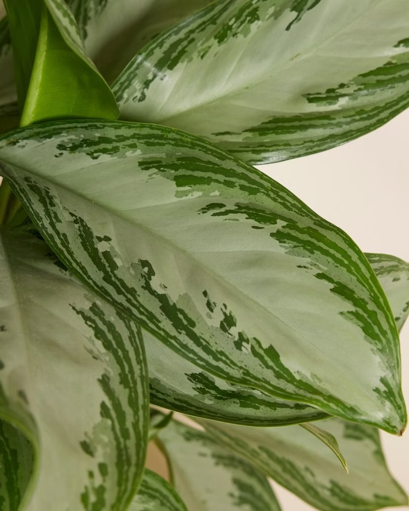 Aglaonema Silver Bay (Chinese Evergreen)