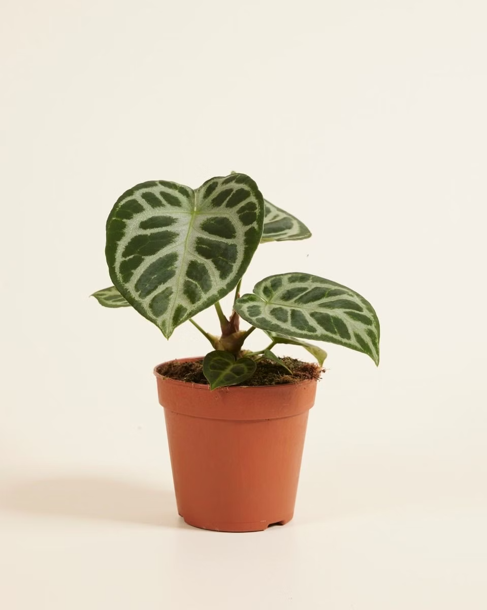 Baby Anthurium Silver أنثوريوم نبات داخلي
