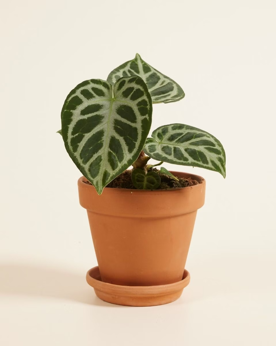 Baby Anthurium Silver أنثوريوم نبات داخلي