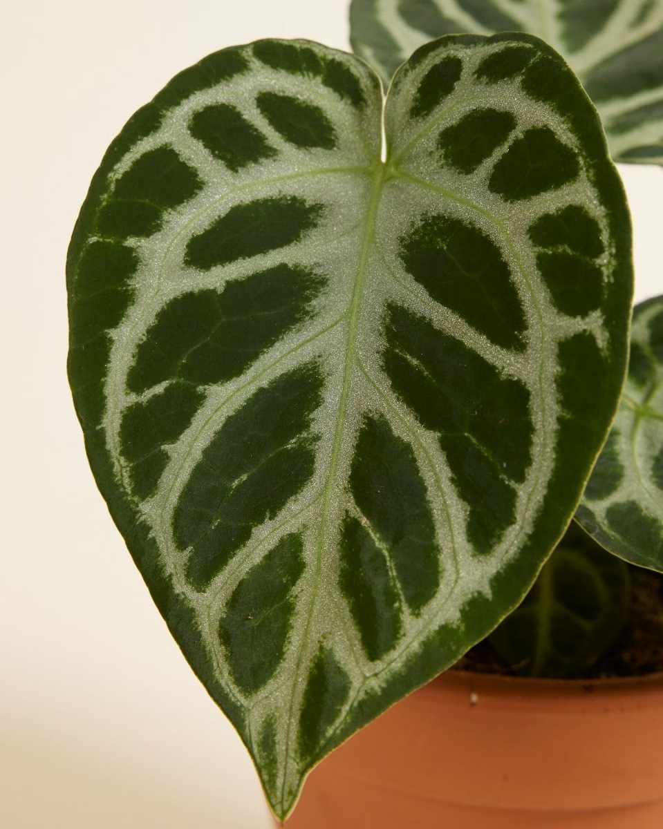 Baby Anthurium Silver أنثوريوم نبات داخلي