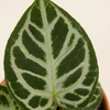 Anthurium Silver أنثوريوم نبات داخلي
