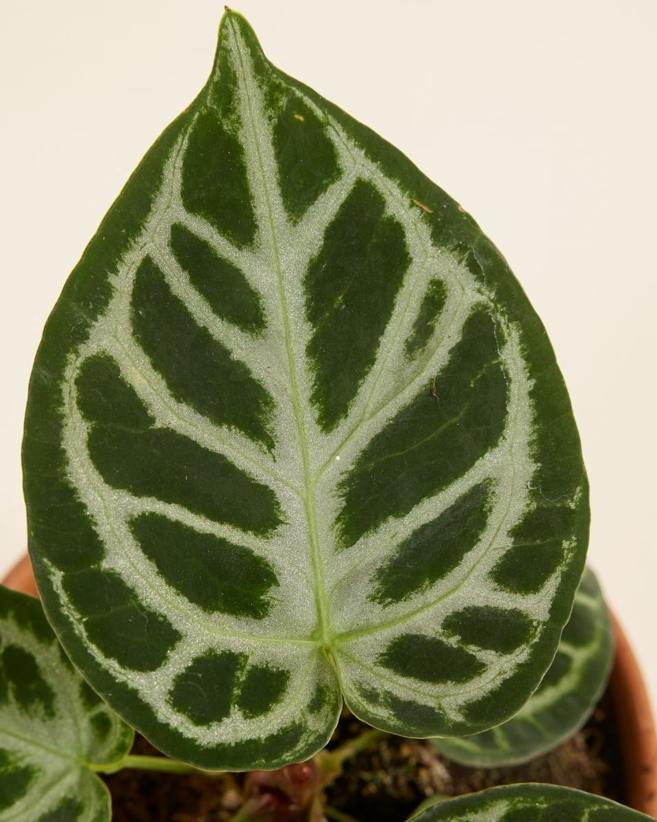 Baby Anthurium Silver أنثوريوم نبات داخلي