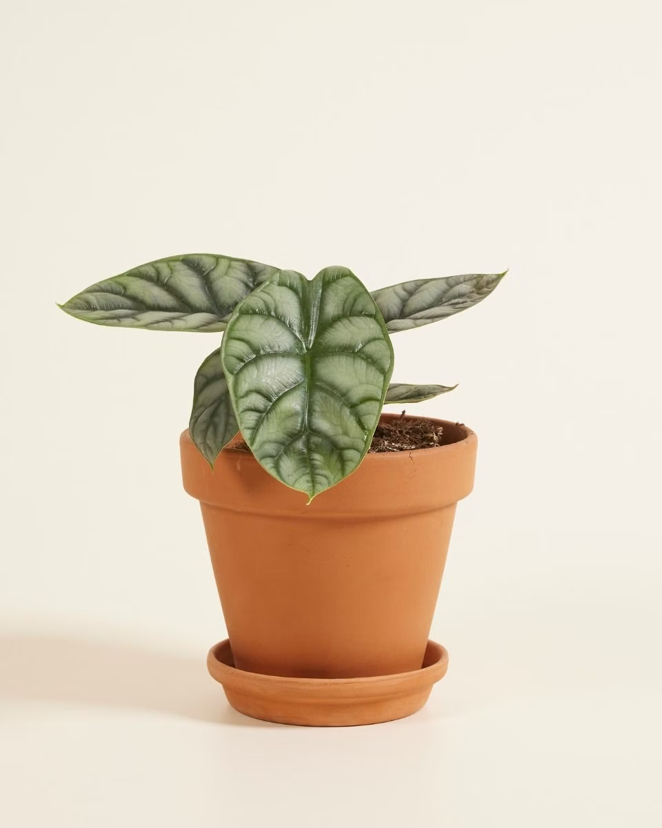 Alocasia Silver Dragon (Baginda) نبات داخلي