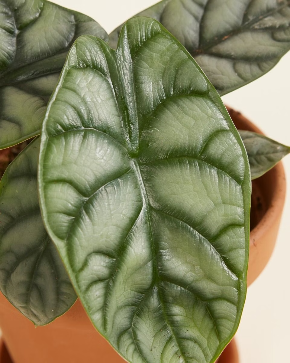 Alocasia Silver Dragon (Baginda) نبات داخلي