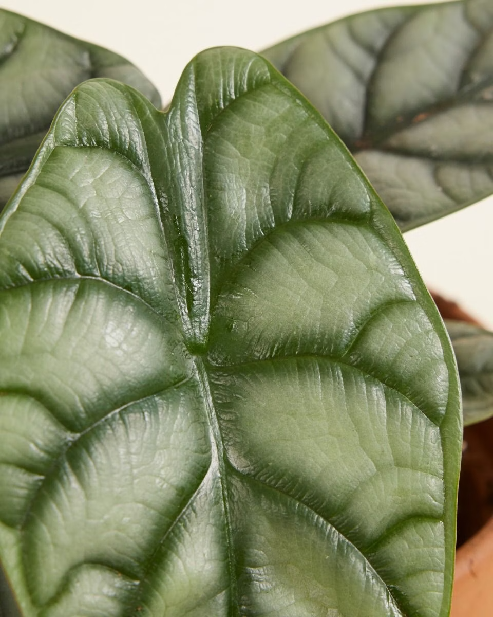 Alocasia Silver Dragon (Baginda) نبات داخلي