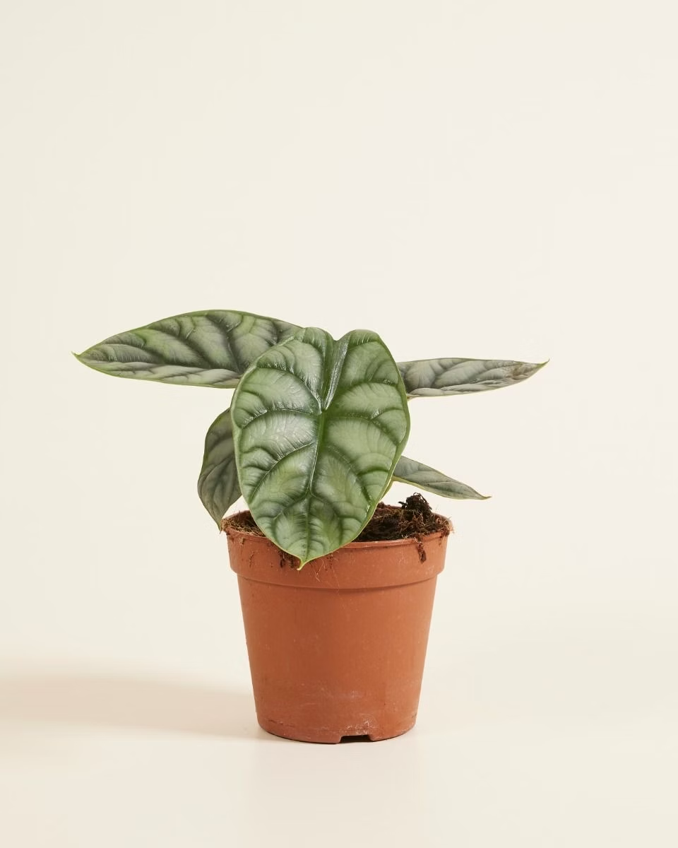 Alocasia Silver Dragon (Baginda) نبات داخلي