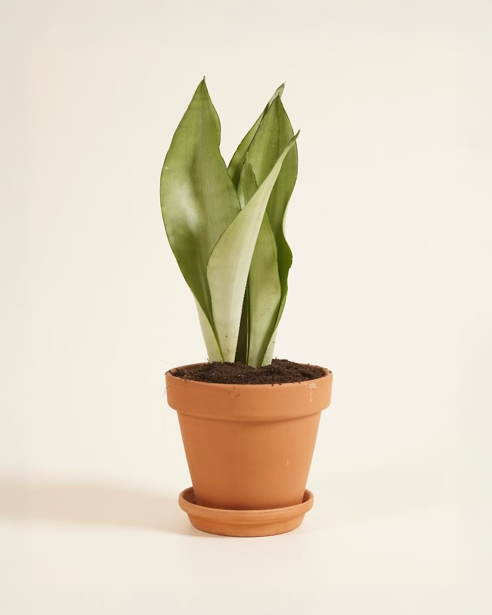 Silver Snake Plant (Moonshine) نبات السانسيفيريا