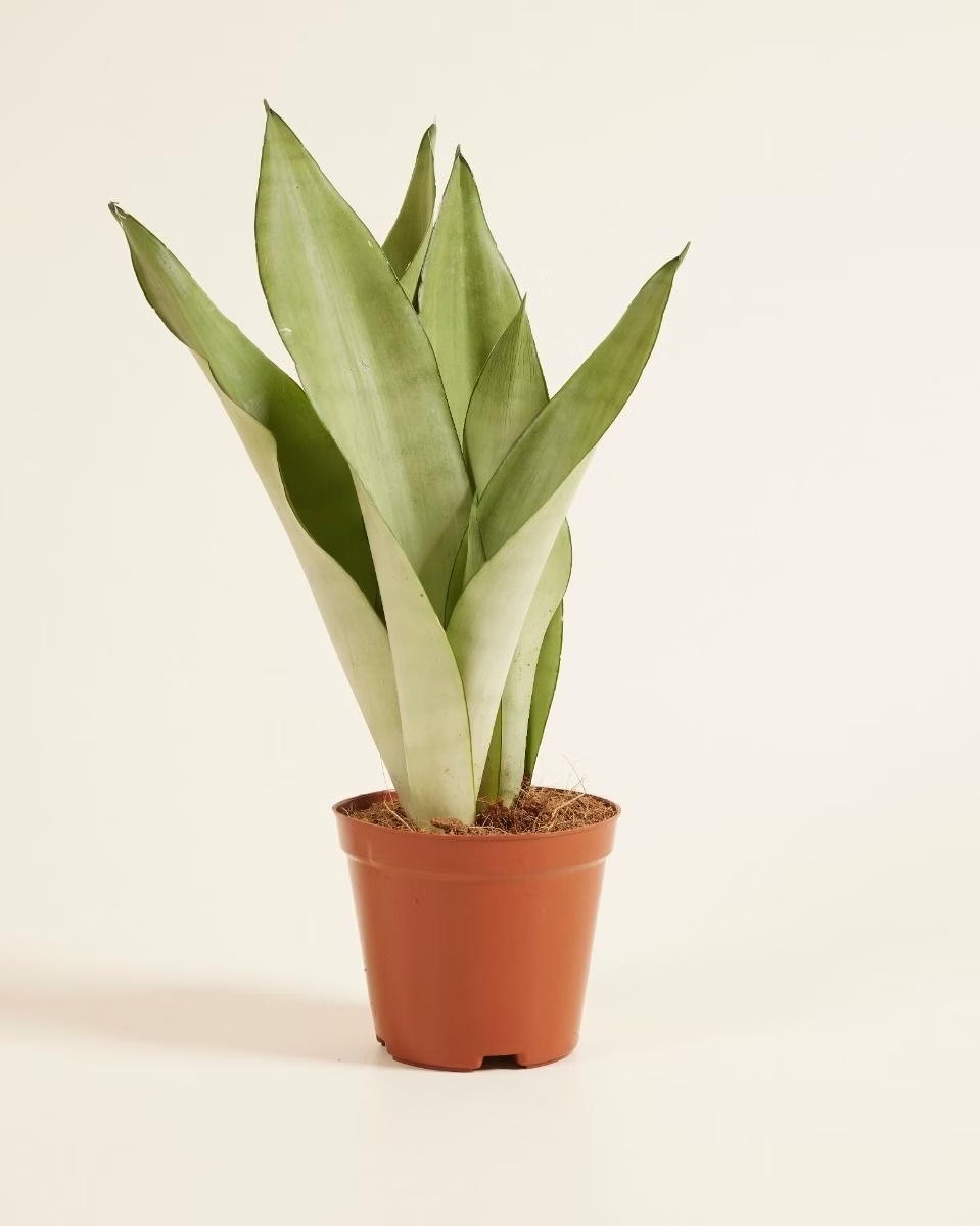 Silver Snake Plant (Moonshine) نبات السانسيفيريا