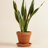 Sansevieria - Snake Plant نبات السانسيفيريا