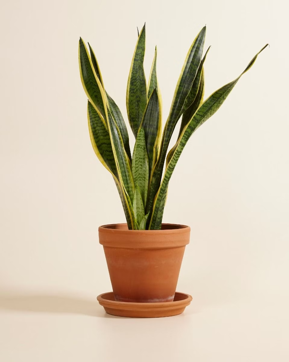 Sansevieria - Snake plant نبتة جلد النمر