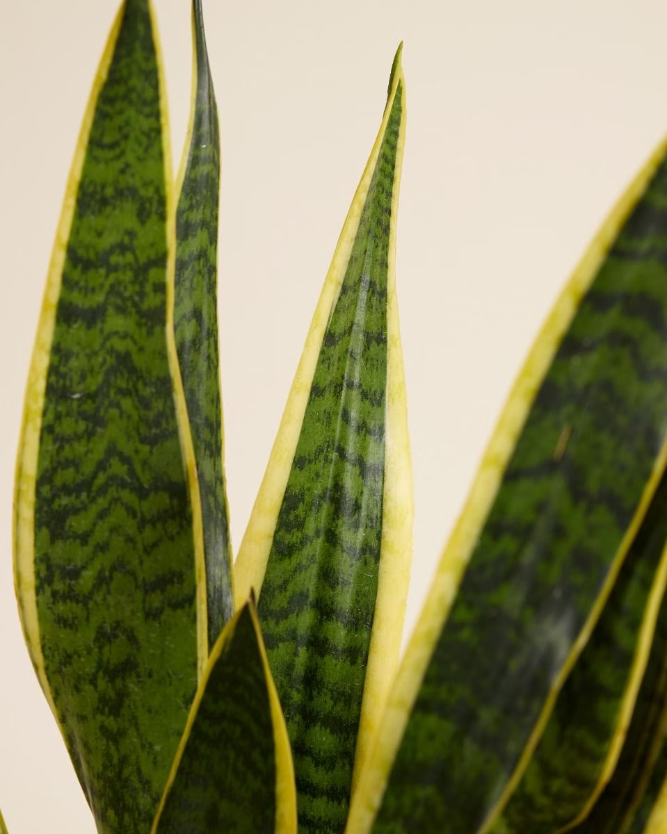 Sansevieria - Snake plant نبتة جلد النمر