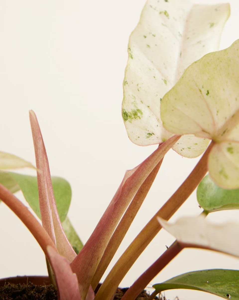 Philodendron Snowdrift فيلوديندرون نبات داخلي