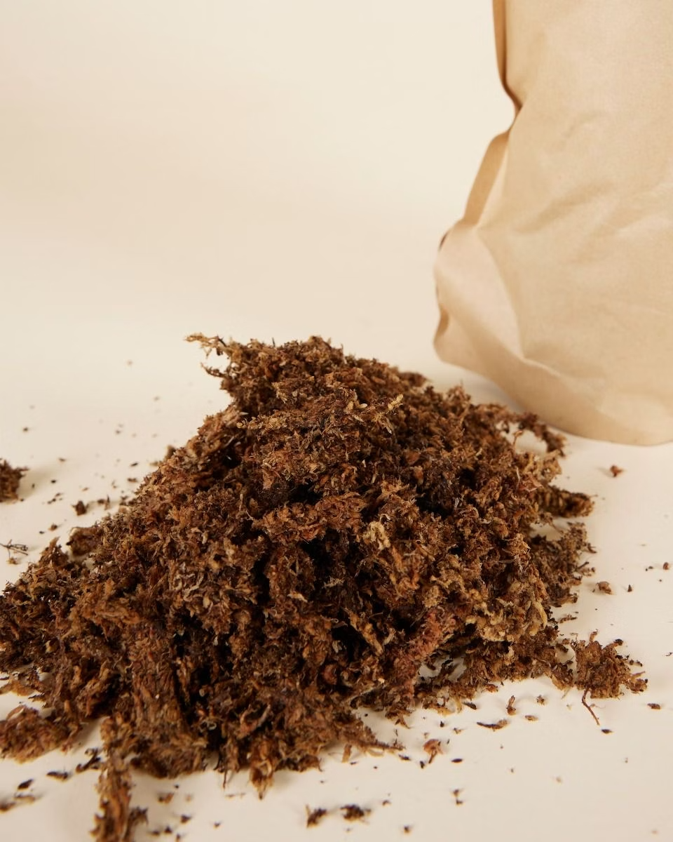 Spaghnum Moss موس سباجنوم