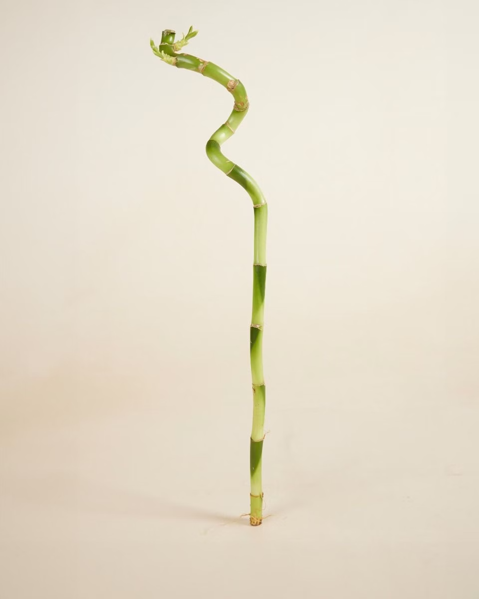 Baby Dracaena Spiral Lucky Bamboo – Single Stick