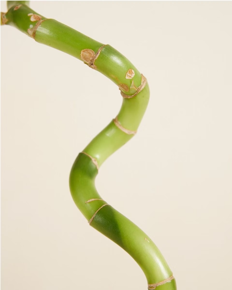 Baby Dracaena Spiral Lucky Bamboo – Single Stick
