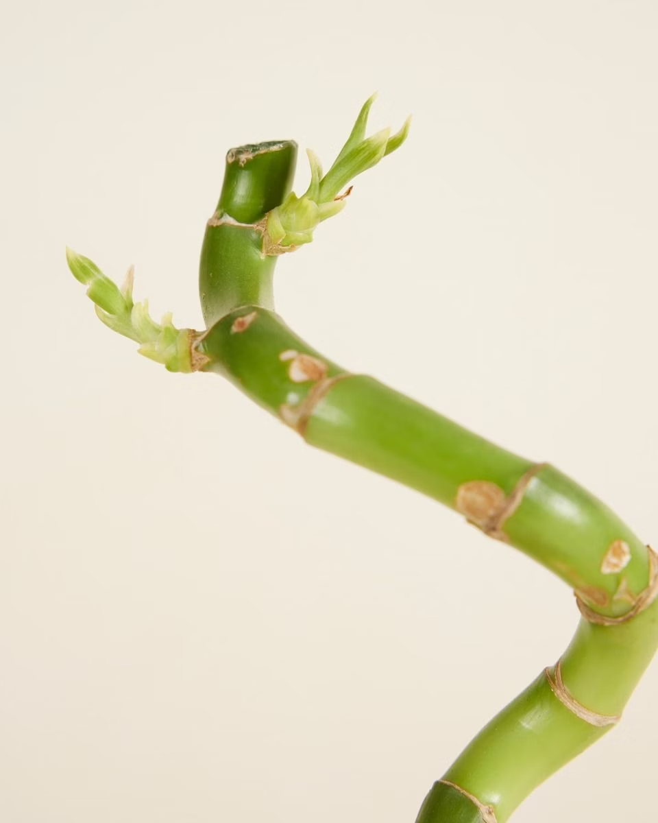 dracena lucky bamboo spiral Dracaena Spiral Lucky Bamboo – Single Stick – NABAT