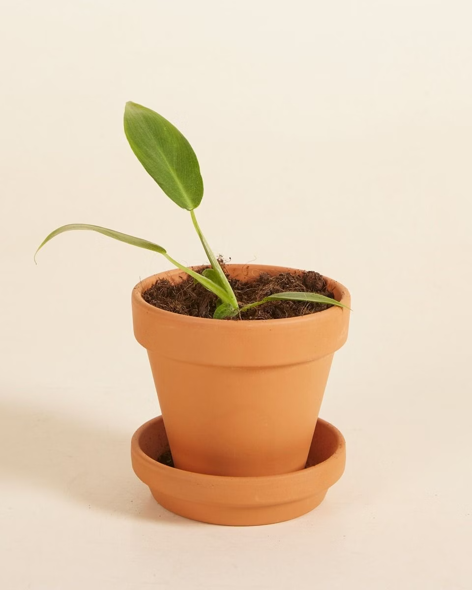 Baby Philodendron Spiritus Sancti فيلوديندرون