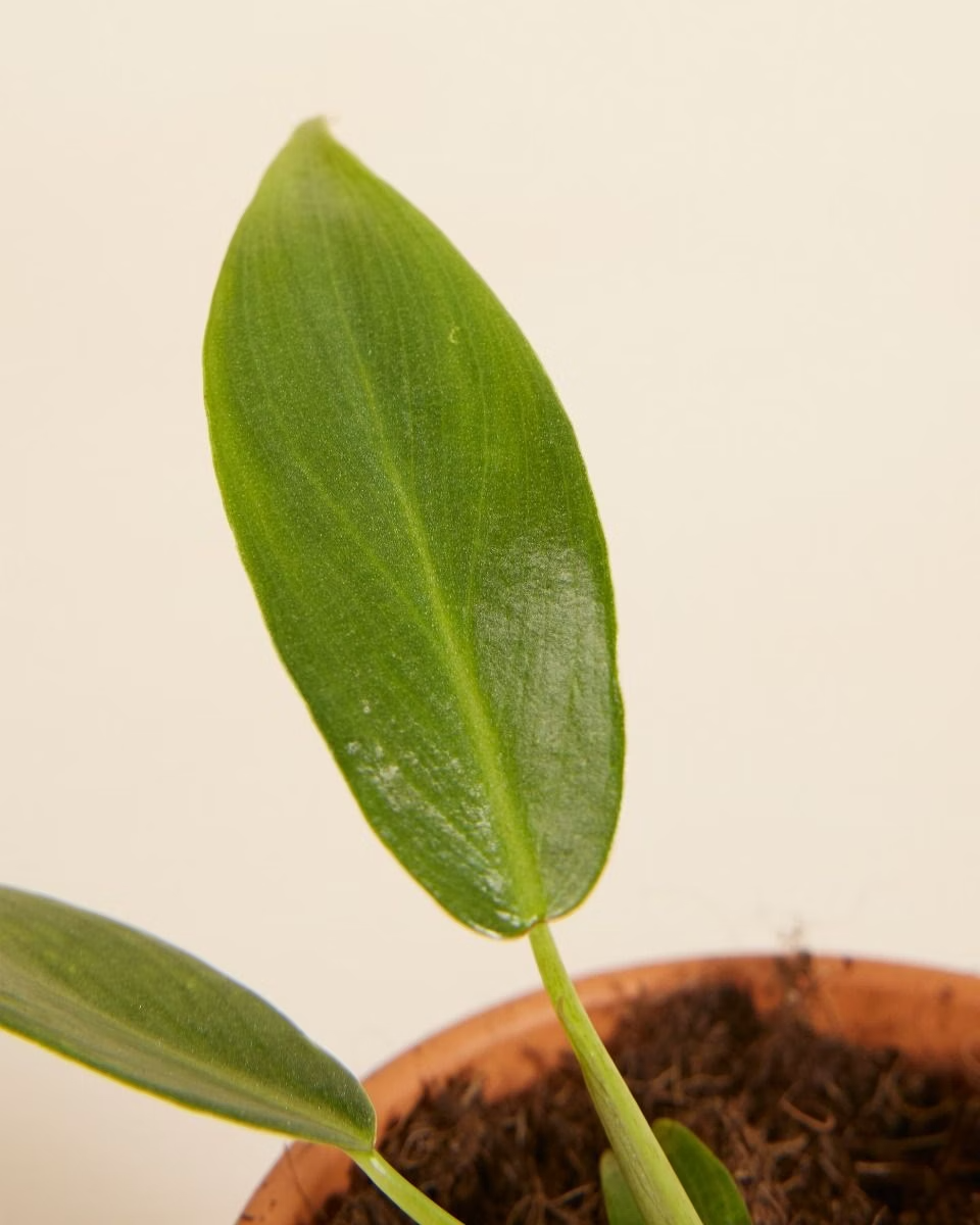 Baby Philodendron Spiritus Sancti فيلوديندرون