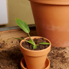 Baby Philodendron Spiritus Sancti فيلوديندرون