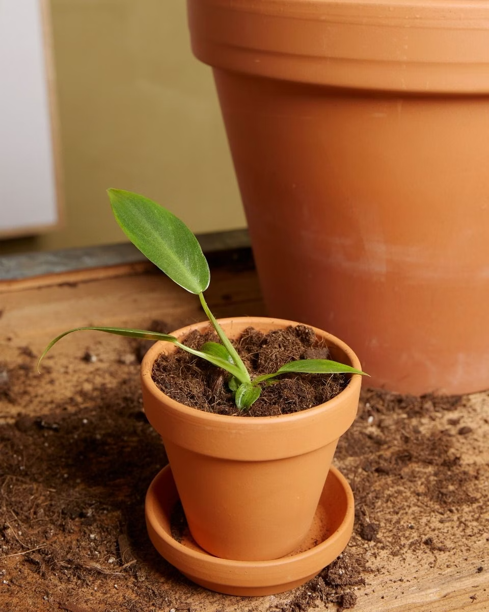 Baby Philodendron Spiritus Sancti فيلوديندرون