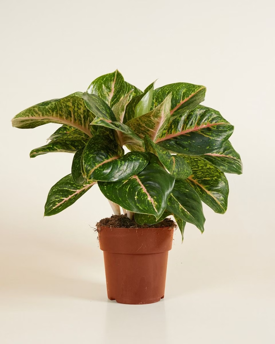 Aglaonema Spring Red
