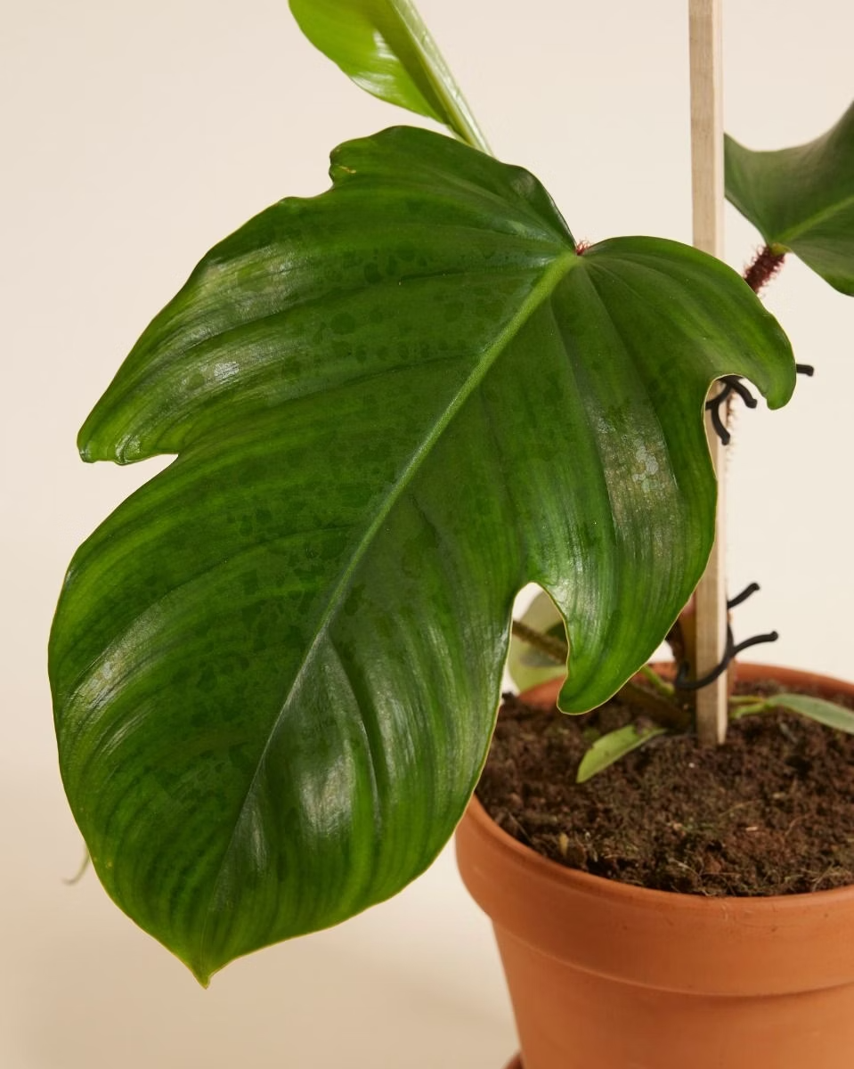 Philodendron Squamiferum فيلوديندرون Houseplants