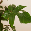 Philodendron Squamiferum فيلوديندرون سكواميفيروم