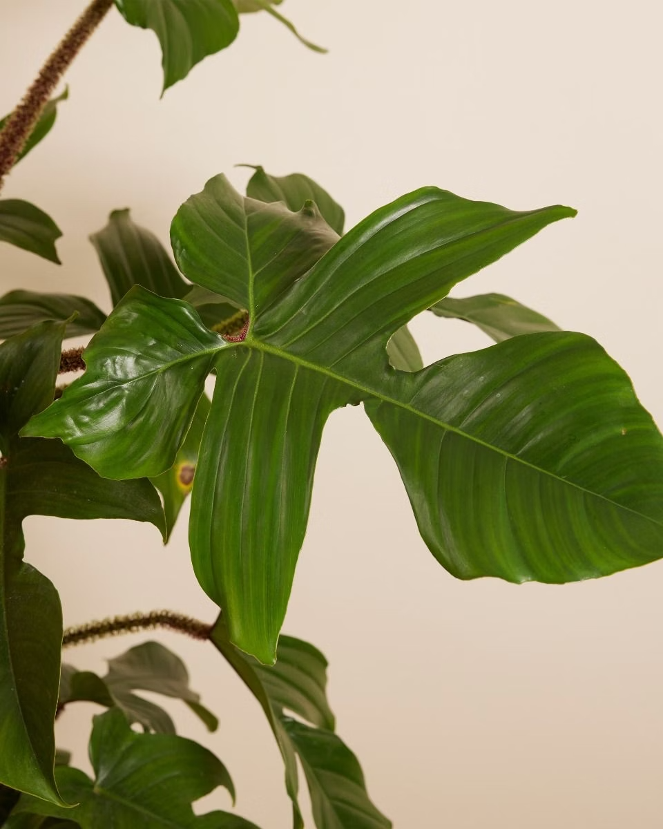 Philodendron Squamiferum فيلوديندرون سكواميفيروم