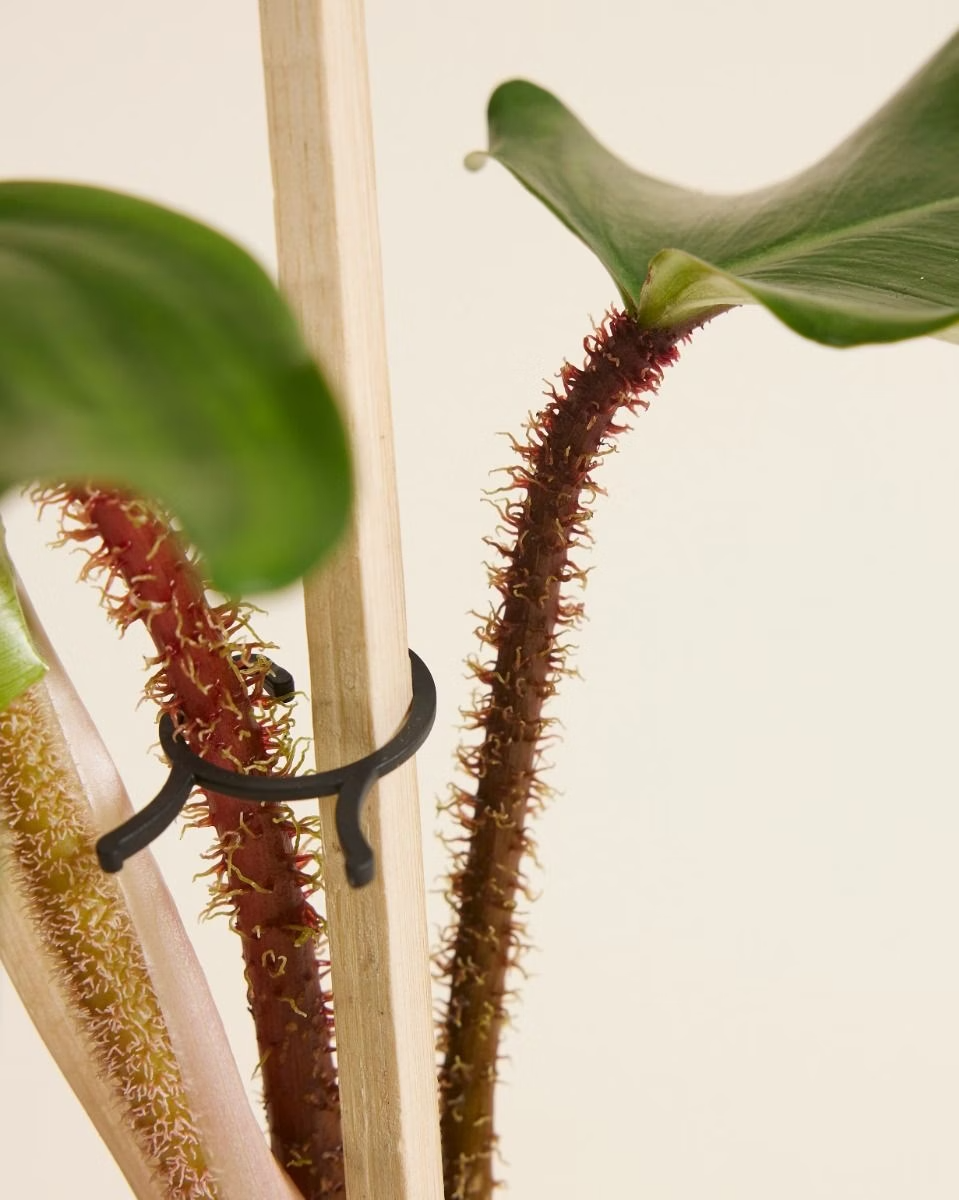 Philodendron Squamiferum فيلوديندرون Houseplants