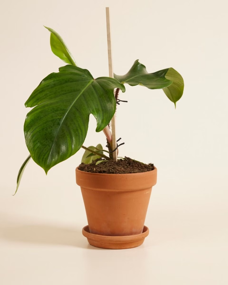 Philodendron Squamiferum فيلوديندرون Houseplants