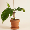 Philodendron Squamiferum فيلوديندرون