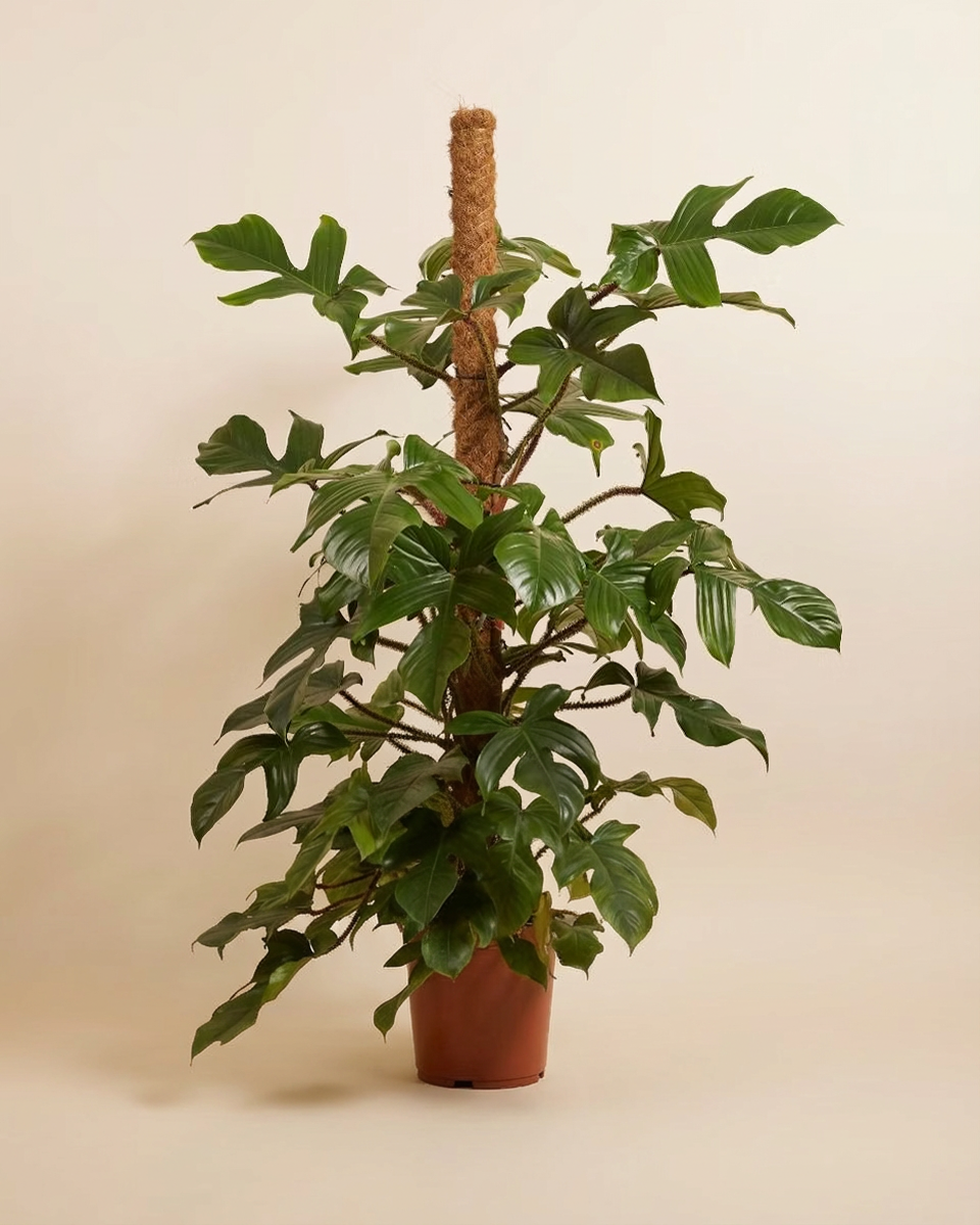 Philodendron Squamiferum فيلوديندرون سكواميفيروم