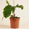 Philodendron Squamiferum فيلوديندرون