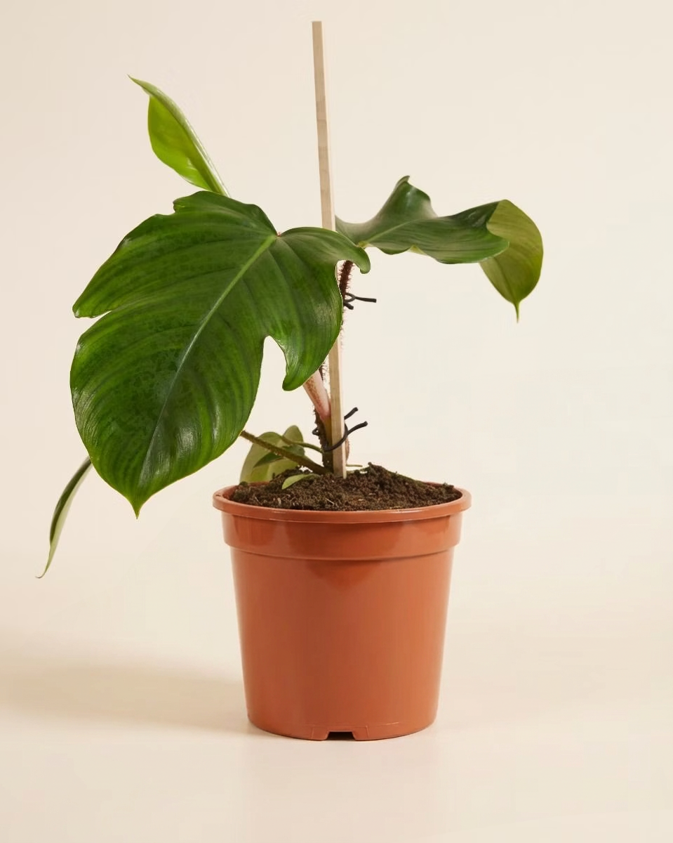 Philodendron Squamiferum فيلوديندرون