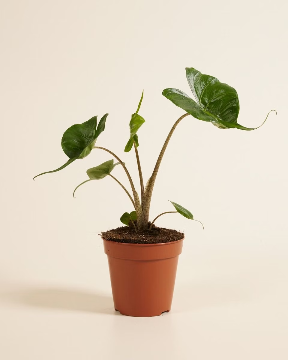 Alocasia Stingray نبات داخلي ألوكاسيا