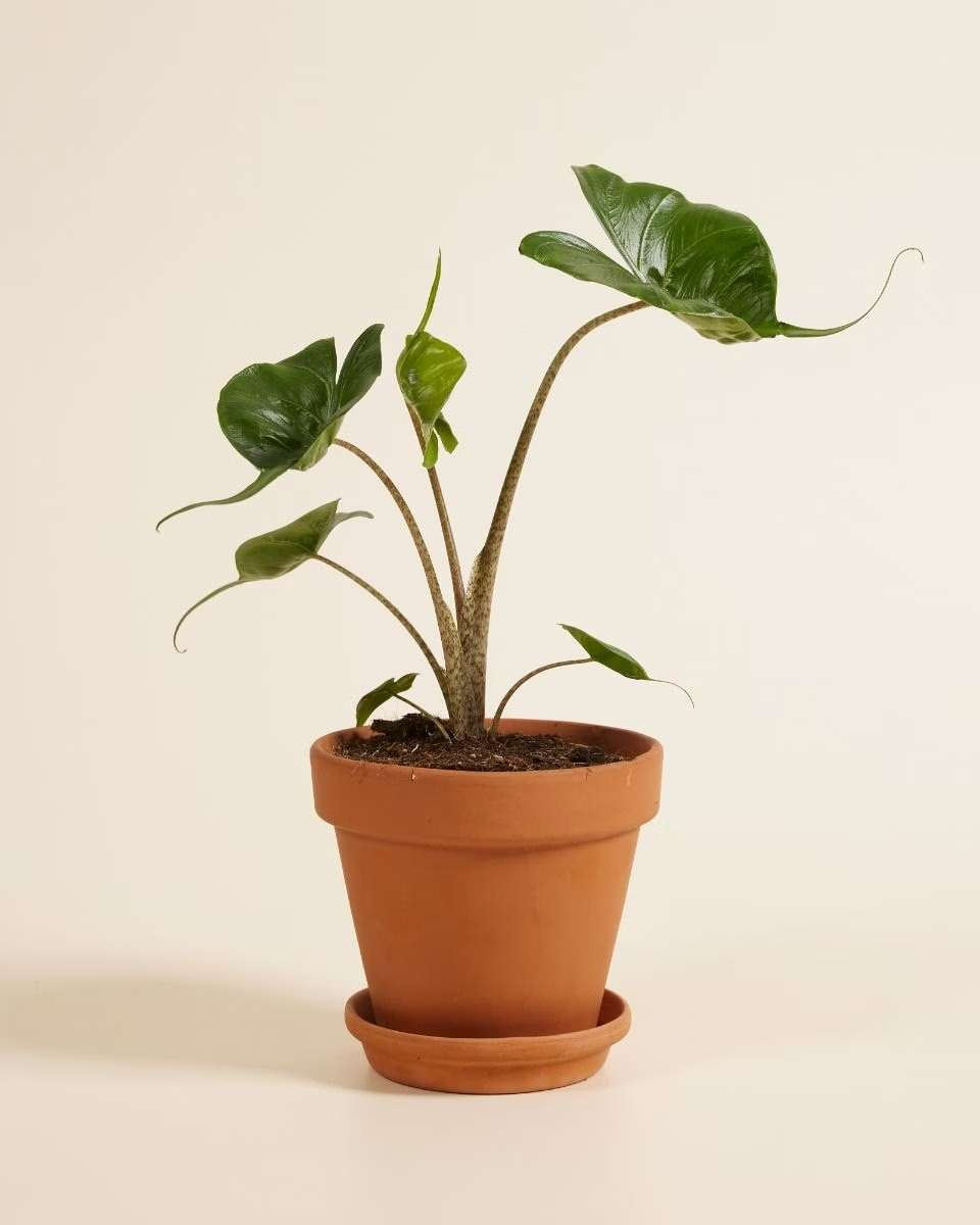 Alocasia Stingray نبات داخلي ألوكاسيا