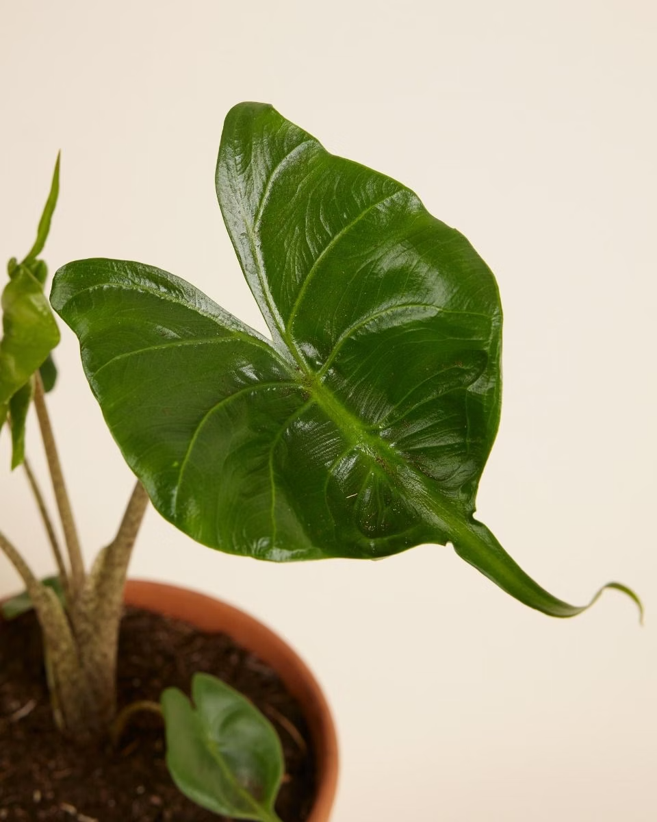 Alocasia Stingray نبات داخلي ألوكاسيا