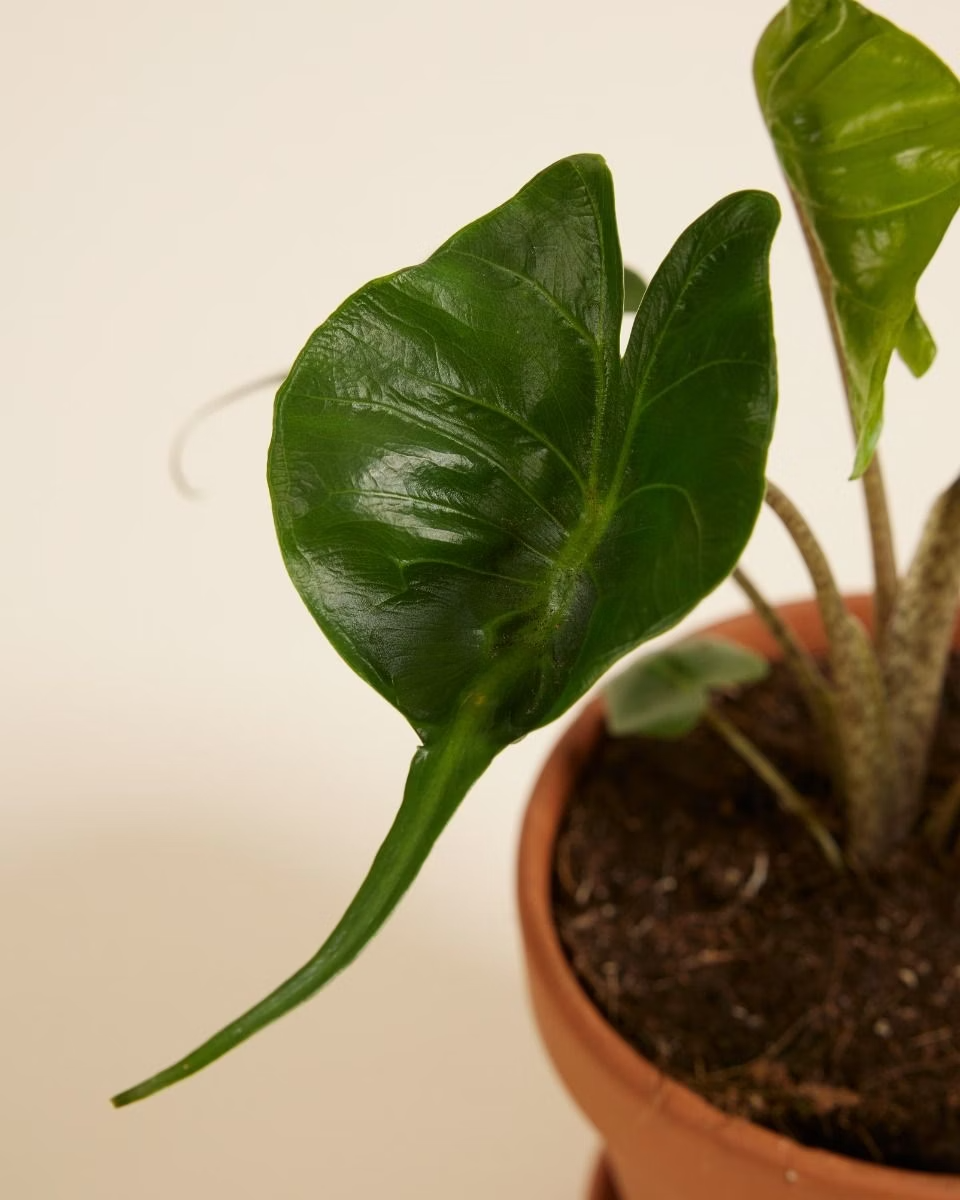 Alocasia Stingray نبات داخلي ألوكاسيا